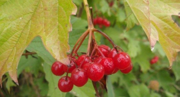 Kdy a jak nejlépe sbírat kalinu, načasování sklizně bobulí a technologie skladování